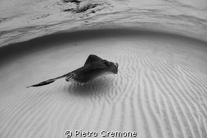 Alone in the sand by Pietro Cremone 